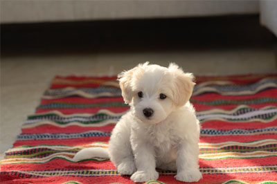 Carpet Cleaning Experts Pet Odor Elimation