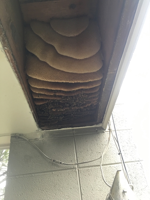 Bee Hive Removal