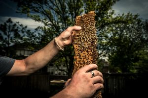 Horney and Wasp Removal Bee