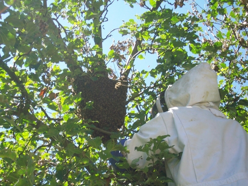 bee removal hive tree
