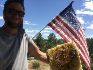 Bee removal wasp removal yellow jackets removal