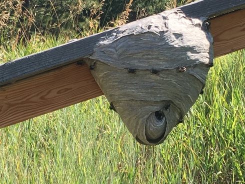 hornet hive removal control