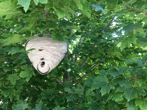 removal hornets Hive