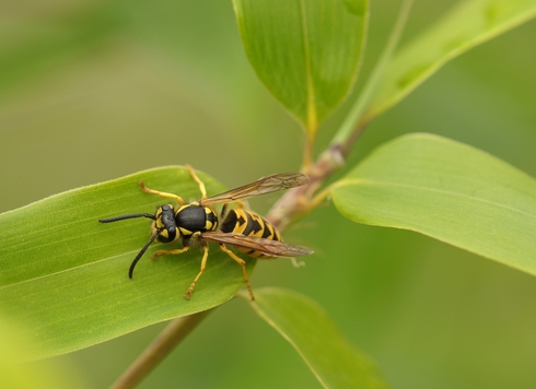 yellow jacket removal