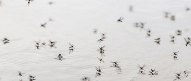 Mount Pleasant Landscapes|Mosquito Management