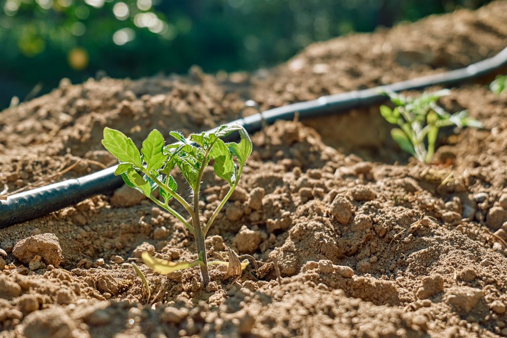 drip-irrigation-charleston