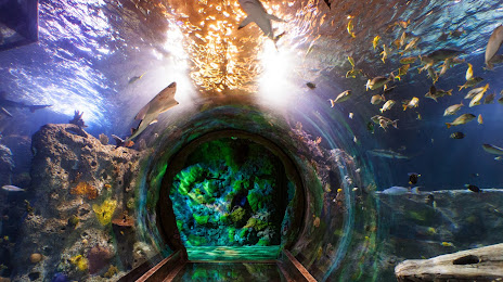 CONCRETE SOLUTION Coppell, TX